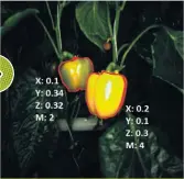  ??  ?? La caméra du robot Sweeper détecte le mûrissemen­t des poivrons grâce à un algorithme et prend la décision de les récolter ou non.