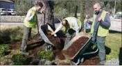  ?? (DR) ?? Des sapins provenant de Mougins ont été livrés à la Réserve Naturelle des Monts d’azur à Thorenc pour nourir leurs élans.
Les services municipaux des espaces verts de Mougins (ci-dessus) et de Mandelieu utilisent le broyat de vos sapinspour le paillage des espaces verts.