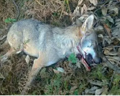  ??  ?? L’animale ucciso Nella foto, diffusa dalla Lega Antivivise­zione, il lupo ucciso a colpi d’arma da fuoco nel Veronese