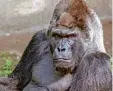  ??  ?? Fritz, Europas ältestes Gorilla Männ chen, starb mit 55 Jahren in Nürnberg.