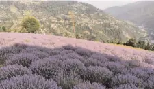  ?? Express ?? More than 700 acres of farmland have been brought under lavender cultivatio­n in the area since 2017.