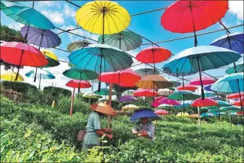  ?? ZENG JIA / FOR CHINA DAILY ?? Farmers pick tea leaves in Jinhua village, Meitan county in Southwest China’s Guizhou province, on July 25, 2019. Tea plantation, in addition to tourism, has helped villagers earn three times more than growing pepper, tomato and other crops.