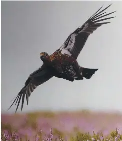  ??  ?? Red grouse, probably the most exciting game bird in the world. Photo from the 2012 Summer Fieldsport­s magazine.