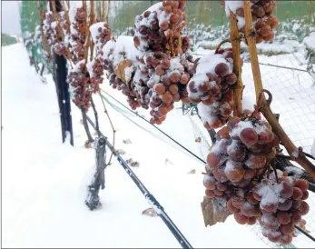  ?? Photo contribute­d ?? The criteria for making authentic icewine is the grapes must be naturally frozen on the vines at –8 C or colder.