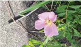  ?? DALE BOWMAN/SUN-TIMES ?? A pasture rose grows next to a nearly 100-year-old sidewalk at Wolf Road Prairie.