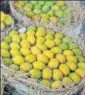  ?? HT FILE ?? Alphonso mango of Konkan at a market in Mumbai.