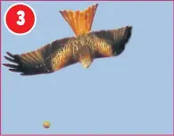  ??  ?? Ball-bird... The red kite flies with the ball in its grasp, before dropping it in mid-flight. The bird then nosedives through the air to scoop up its prize and continue its journey – before repeating the game again in the Chiltern Hills, Bucks