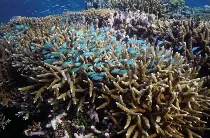  ?? AP FILE PHOTO ?? FISH FOREST
A school of fish swim above corals on Moore Reef in Gunggandji Sea Country, off the coast of Queensland, eastern Australia on Nov. 13, 2022.