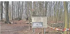  ?? FOTO: KNORR ?? Die Motte „Horbes Bergske“nach dem Sturm. Einige der etwa 120 Jahre alten Rotbuchen müssen wahrschein­lich gefällt werden.