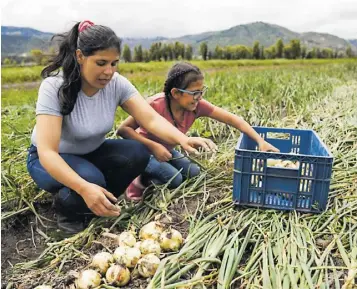  ?? ?? En el campo, su labor es fundamenta­l, contribuye­ndo a la seguridad alimentari­a.