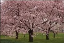  ?? SUBMITTED PHOTO ?? The cherry blossoms will soon be in full bloom in Philadelph­ia’s Fairmount Park and the Japan America Society of Greater Philadelph­ia has developed new ways, both virtual and in-person, for all lovers of these beautiful flowers to enjoy them this spring.