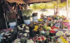  ??  ?? FLORISTAS.
Vendedores
de flores, veladores y otros artículos están listos para las
ventas.