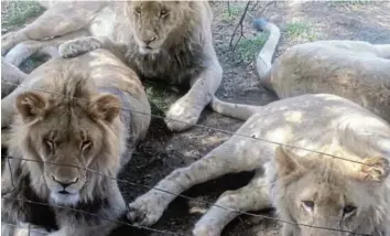  ?? Pictures: AUDREY DELSINK ?? REVEALING THE CRUELTY: The rot that exists in the canned lion industry, including the trade in lion bone, is exposed in the hard-hitting documentar­y ‘Blood Lions’ currently streaming on Netflix and Showmax.