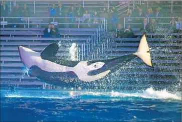  ?? Don Bartletti
Los Angeles Times ?? SEAWORLD Entertainm­ent said nearly 6.5 million people visited its 11 parks during the three months that ended June 30, a 1.6% drop from a year earlier. Above, a killer whale performs at night at SeaWorld San Diego.