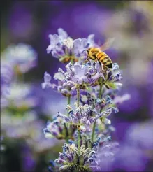  ??  ?? A bee feeds on lavender flowers.