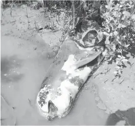  ??  ?? THE DEAD Irrawaddy dolphin found in the mangrove area of Sitio Can-itum, Brgy. Sampinit, Bago City. (Contribute­d by Mark de la Paz)