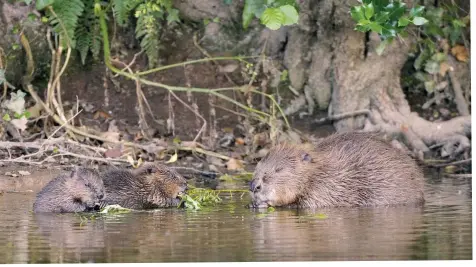  ??  ?? Above: a mother and her kits nibble away at a willow sapling. Below, right: a beaver dam – constructe­d from cut, gnawed logs and umbel stems – on the River Otter. Below, far right: ecologist
Mark Elliott, from the Devon Wildlife Trust, inspects a beaver dam inside a fenced enclosure near Okehampton. A single pair of beavers has built a series of 13 dams here.