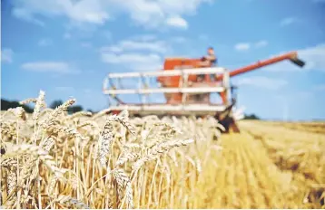  ??  ?? A French farmer drives an old Mc Cormick F8-413 combine as he harvests his last field of wheat, in Vauvillers, northern France. Although global stocks are expected to hit an all-time high of 273 million tonnes at the start of the 2018 to 2019 grain marketing season, according to US Department of Agricultur­e estimates, the problem is nearly half of it is in China, which is not likely to release any onto global markets. — Reuters photo