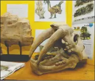  ??  ?? Long in the tooth: The skull of a sabertooth lion is on display with other fossils at the Barton Public Library.