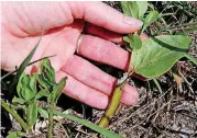  ??  ?? Professor Kristen Baum, Oklahoma State University professor of integrativ­e biology, shows where new growth is sprouting from a mowed milkweed stem.