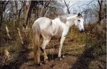  ?? HILARY SWIFT/THE NEW YORK TIMES ?? A wild horse adopted by Cody and Shawnee Barham is seen in Rice, Texas, on March 16. The couple plans to train the horses they adopted and then find people who will give them “forever homes.”