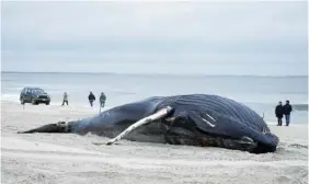  ?? AP PHOTO BY SETH WENIG ?? People walk down the beach to take a look at a dead whale Tuesday in Lido Beach, N.Y. The 35-foot humpback whale, that washed ashore and subsequent­ly died, is one of several whales that have been found over the past two months along the shores of New York and New Jersey.