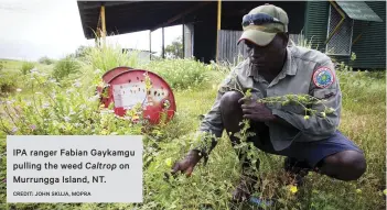  ?? CREDIT: JOHN SKUJA, MOPRA ?? IPA ranger Fabian Gaykamgu pulling the weed Caltrop on Murrungga Island, NT.