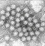  ?? CHARLES D. HUMPHREY/CDC VIA AP ?? THIS
ELECTRON MICROSCOPE IMAGE provided by the Centers for Disease Control and Prevention shows a cluster of norovirus virions.