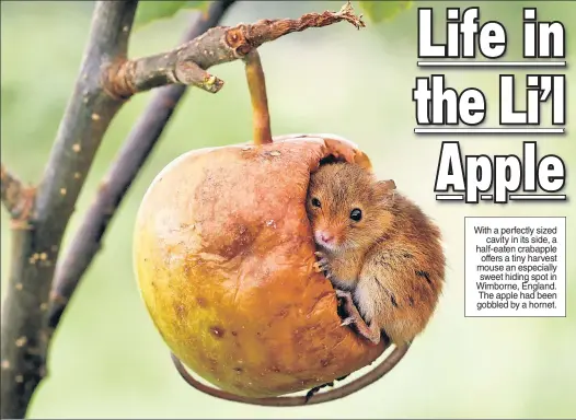  ??  ?? With a perfectly sized cavity in its side, a half-eaten crabapple offers a tiny harvest mouse an especially sweet hiding spot in Wimborne, England. The apple had been gobbled by a hornet.