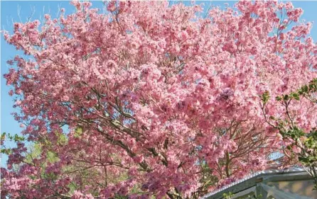 ?? TOM MACCUBBIN ?? Stunning pink tabebuia trees start flowering in February.