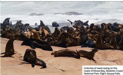  ??  ?? Colonies of seals lazing on the coast of Mowe Bay, Skeleton Coast National Park. Right: Epupa Falls