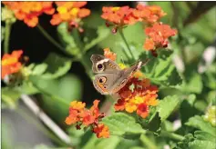  ??  ?? Butterflie­s are attracted to lantana flowers because of the nectar.