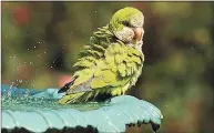  ?? Brian A. Pounds / Hearst Connecticu­t Media ?? A monk parakeet keeps cool perched on the fountain in the rose garden at Boothe Park in Stratford in 2018,