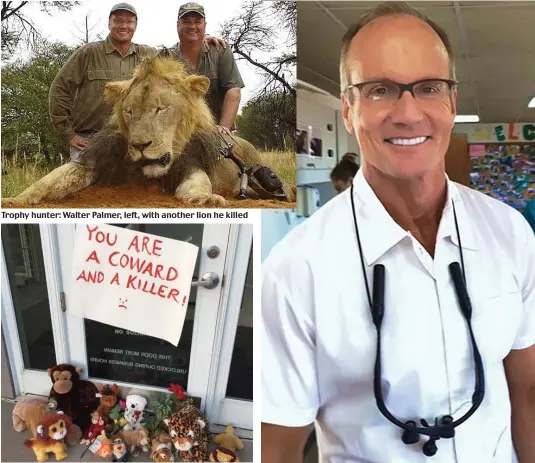  ??  ?? Trophy hunter: Walter Palmer, left, with another lion he killed
Protest: Angry messages – and stuffed animals – at his surgery
Storm of criticism: Walter Palmer has now been forced into hiding