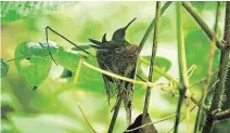  ??  ?? A hummingbir­d rests in the trees alongside the Waitukubul­i National Trail in Dominica.