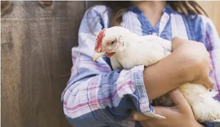  ??  ?? Hold your birds from day 1, so they’ll get used to human touch.