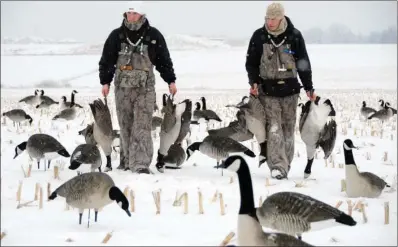  ?? COURTESY OF TRAVIS MUELLER/AVERY OUTDOORS ?? The results of hours of scouting, good calling and a proper decoy spread: Canada geese for the table.