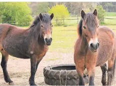  ?? FOTOS: VASTMANS ?? Auf dem Hof in Xanten leben insgesamt 18 Exmoor-Ponys. Halter sind mit den charakters­tarken Wildpferde­n oft überforder­t.