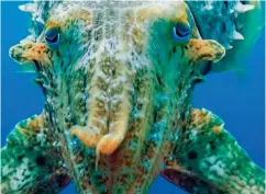  ??  ?? I can sea you: a giant cuttlefish featured in the trailer