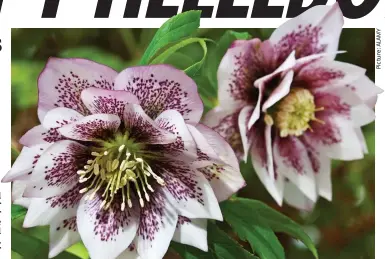  ??  ?? Hardy but dainty: Hybrid Harvington’s double hellebore puts on a spectacula­r winter show