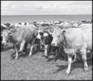  ?? SaM MaCdonaLd/SaLtWiRE nEtWoRK ?? A large, combined herd of cattle composed of animals from farms across the province roams the hills near the Northumber­land Strait, at the Cape John Community Pasture Co-op.