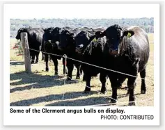  ?? PHOTO: CONTRIBUTE­D ?? Some of the Clermont angus bulls on display.