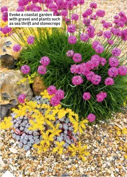  ??  ?? Evoke a coastal garden with gravel and plants such as sea thrift and stonecrops