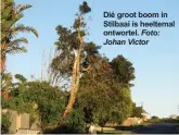  ?? Foto: Johan Victor ?? Dié groot boom in Stilbaai is heeltemal ontwortel.