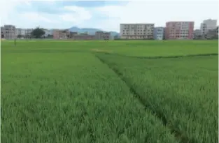  ??  ?? 图 1 水稻田园风光