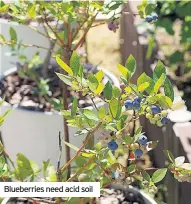  ??  ?? Blueberrie­s need acid soil