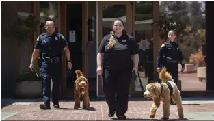  ?? KARL MONDON — STAFF PHOTOGRAPH­ER ?? Los Gatos-monte Sereno Police detective Manny Respicio and police dispatcher Leann Linenko walk Gary and J.J., the department's two new therapy dogs, outside police headquarte­rs in Los Gatos. The 10-month old golden doodles will be used to support officers' and victims' mental health and to boost community engagement.