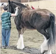  ??  ?? Equine assisted learning is a unique experienti­al program that promotes the developmen­t of healthy life skills for educationa­l, personal, and profession­al developmen­t.