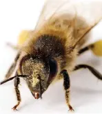  ??  ?? Crucial pollinator: The bee