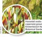  ??  ?? Horsetail restio (Elegia capensis) growing in Kirstenbos­ch National Botanical Gardens